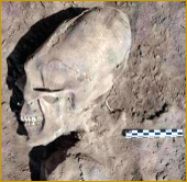 skull discovered in 1999 - mexico