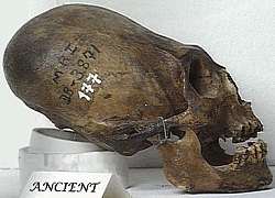 ancient skull