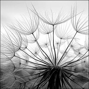 dandelion