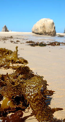 sea kelp