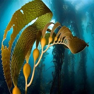 sea kelp