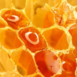 bee propolis