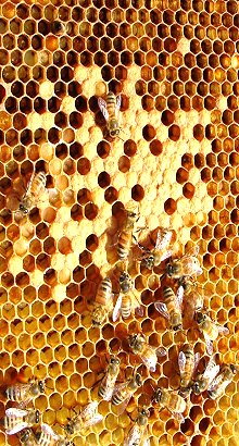 bee propolis