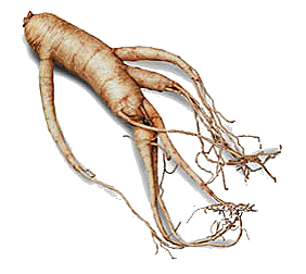 ginseng