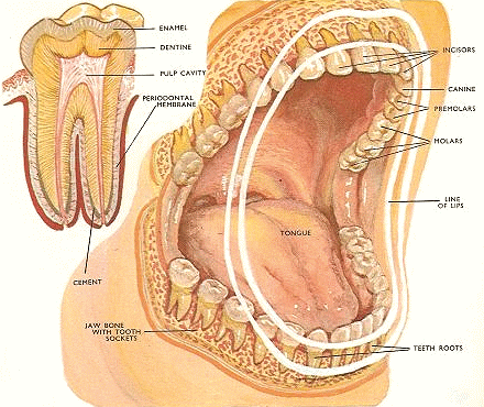 teeth